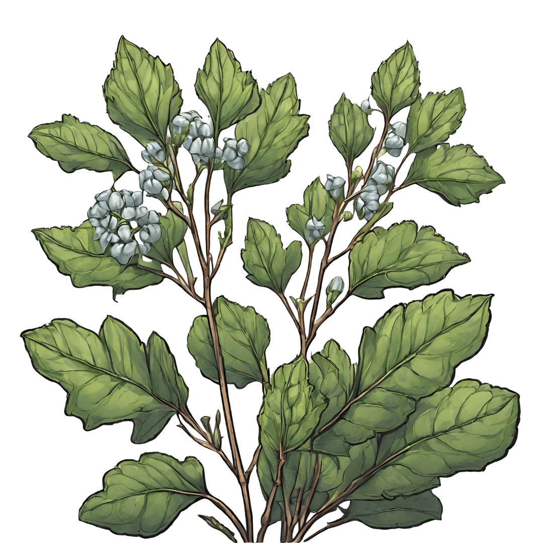 Green Studio Ayurveda Ingredient - Bakuchi