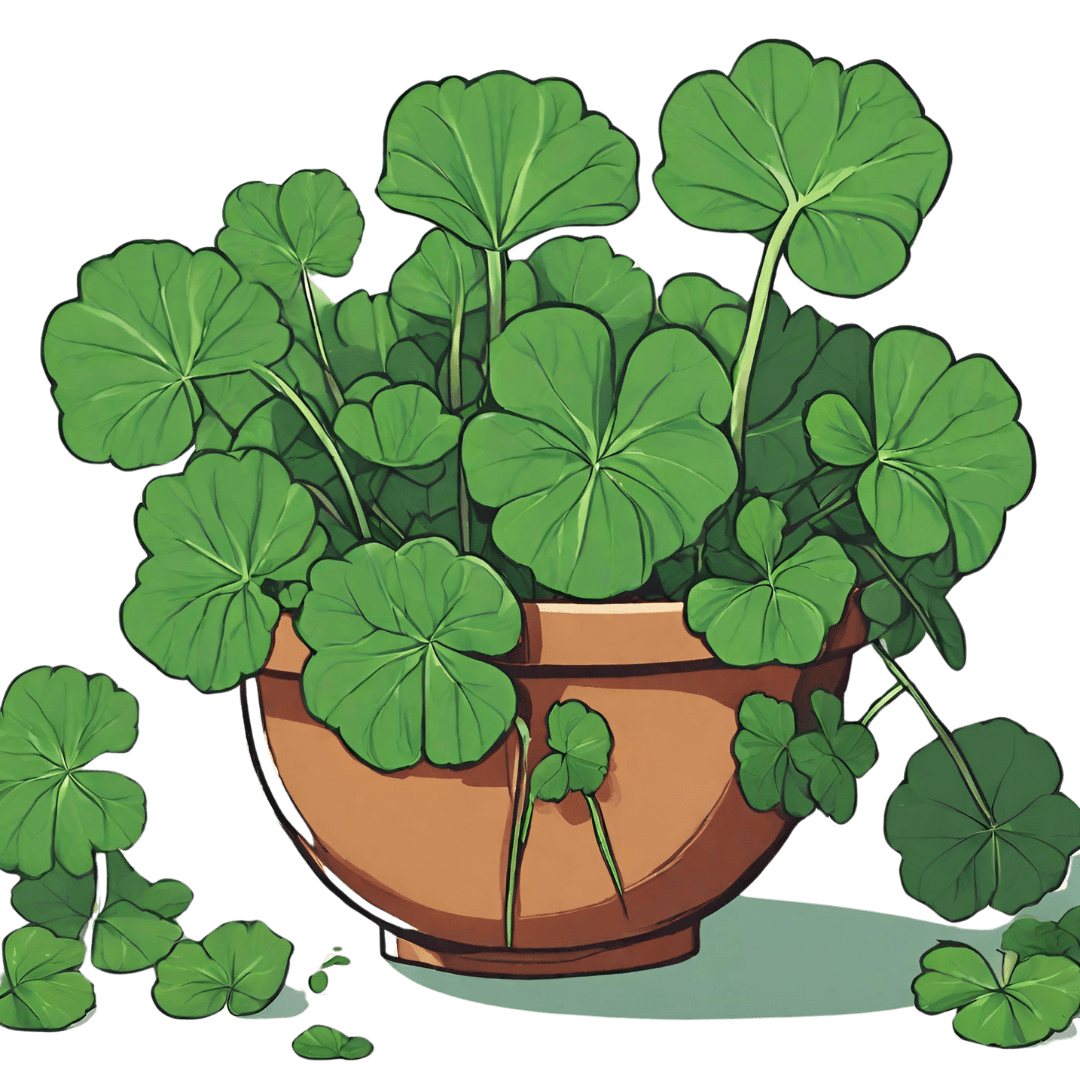 Green Studio Ayurveda Ingredient - Gotu kola