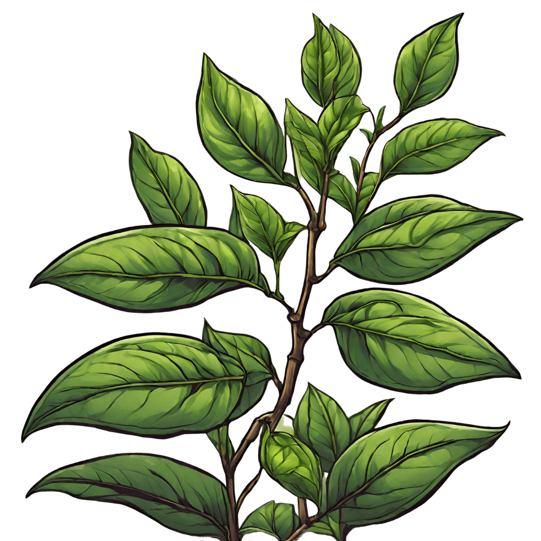 Green Studio Ayurveda Ingredient - Green Tea