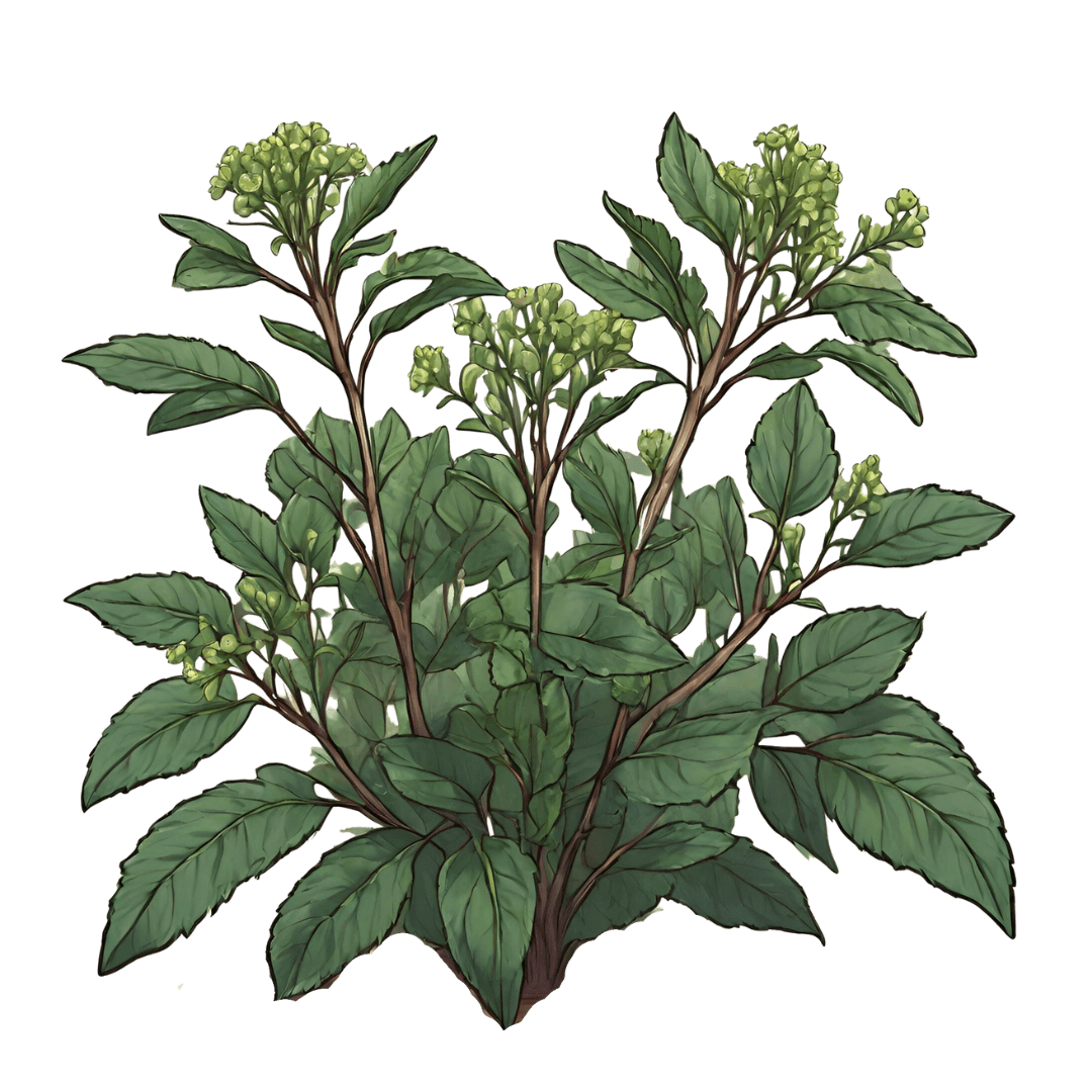 Green Studio Ayurveda Ingredient - Henna