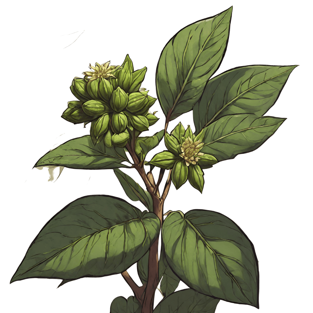Green Studio Ayurveda Ingredient - Manjishtha