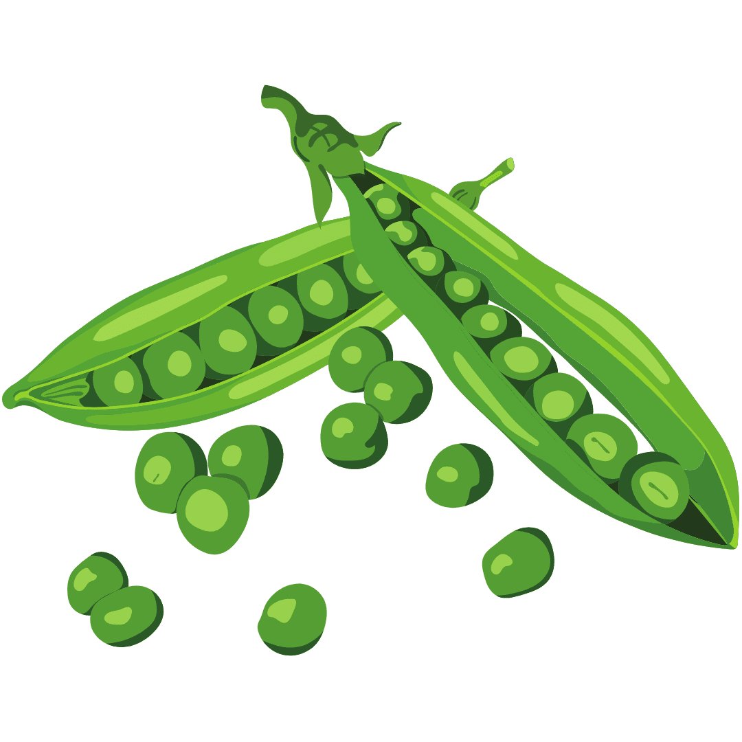 Green Studio Ayurveda Ingredient - Pea