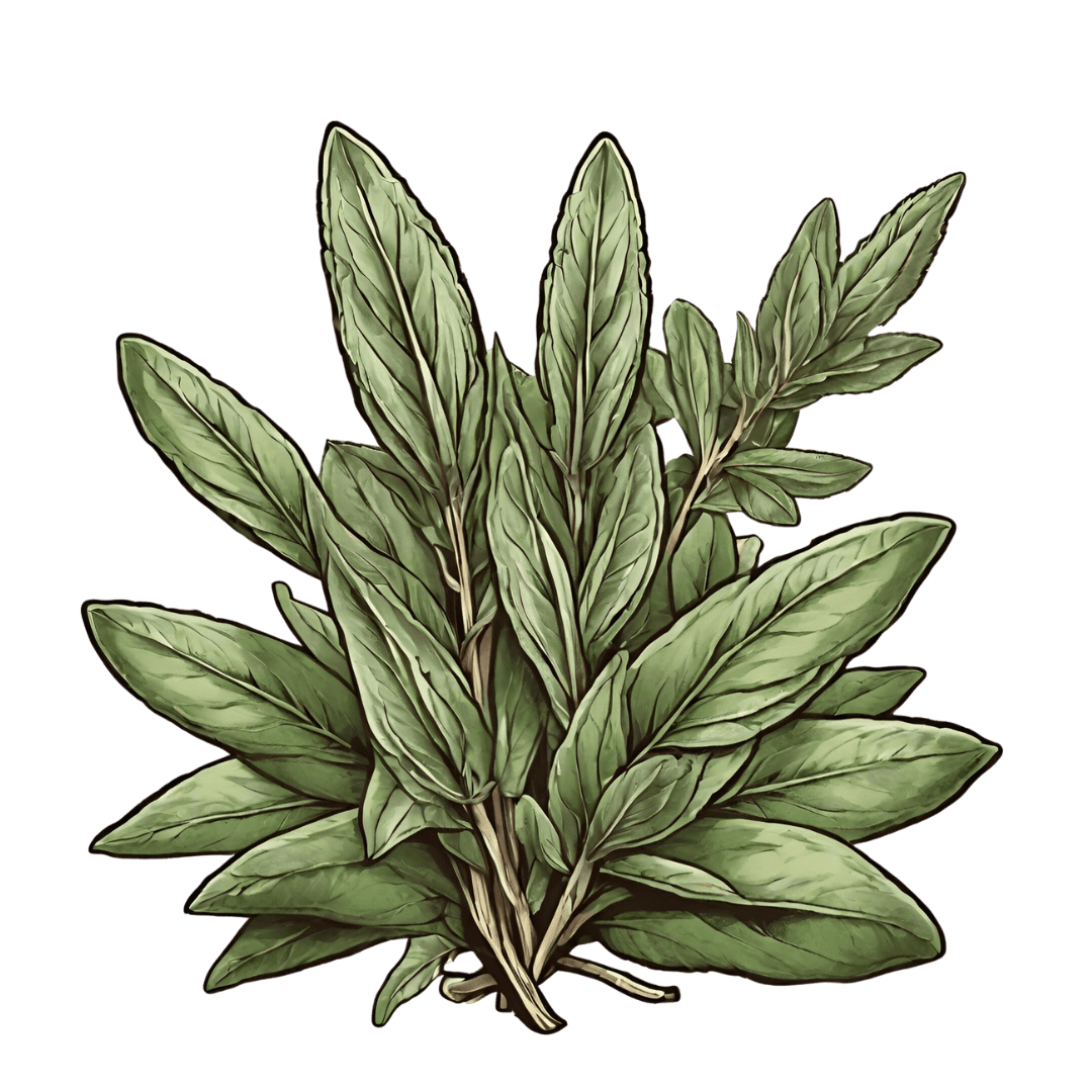 Green Studio Ayurveda Ingredient - Sage