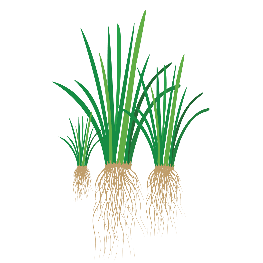 Green Studio Ayurveda Ingredient - Vetiver